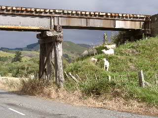 Schafe unter der Eisenbahnbrücke