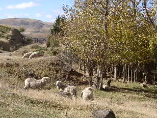 Schafe bei den Poplars