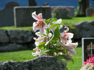 Blumen im Friedhof von Hov